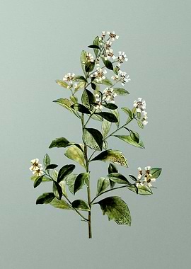 Vintage Flower on Green