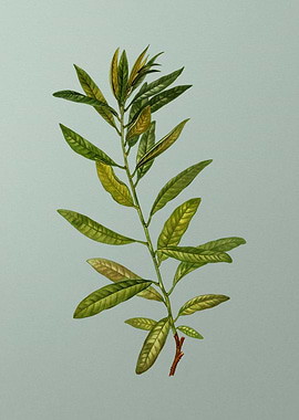 Botanical Drawing on Green