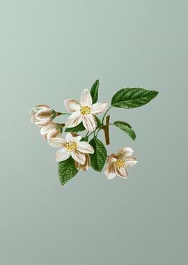 Vintage Flower on Green