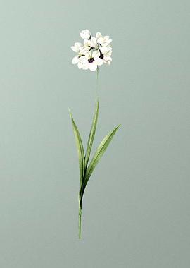 Ixia Maculata on Green
