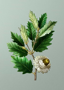 Floral Drawing on Green