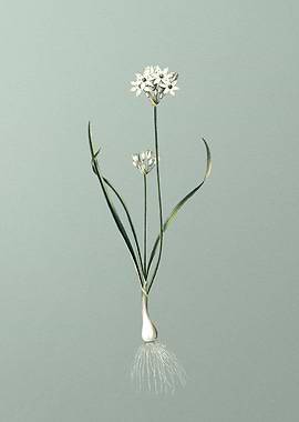 Three Cornered Leek