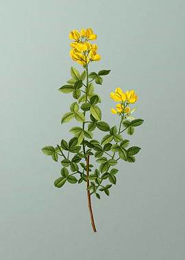 Classic Botanical on Green