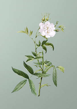 White Rose of Snow on Mint