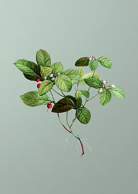 Vintage Botanical on Green