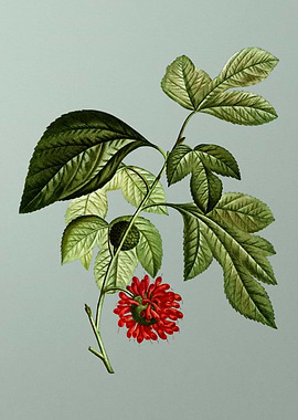 Classic Flower on Green