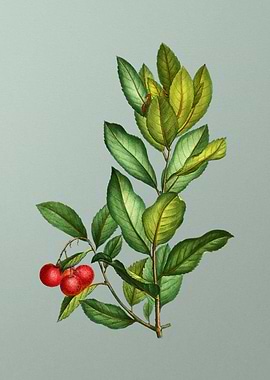 Floral Drawing on Green