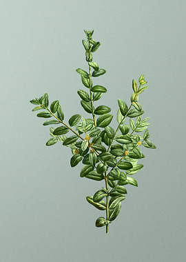 Antique Botanical on Green