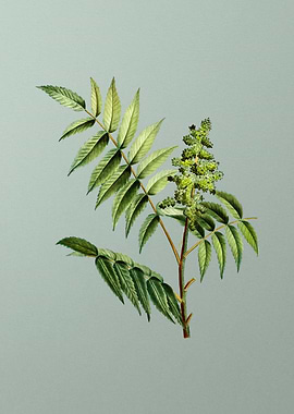 Floral Drawing on Green