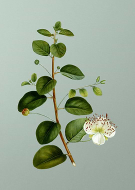 Classic Botanical on Green