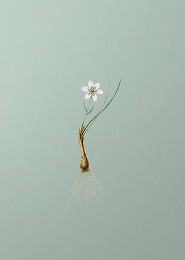 Snowdon Lily on Green