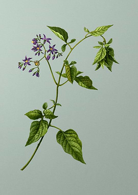 Antique Botanical on Green