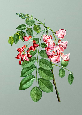 Botanical Drawing on Green