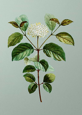 Classic Botanical on Green