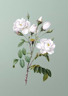 Vintage White Rose on Mint