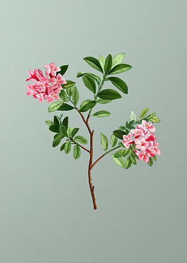 Antique Flower on Green