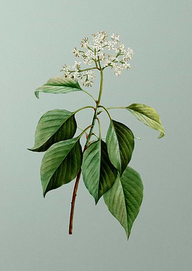 Antique Botanical on Green