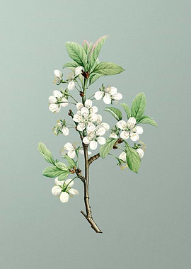 White Plum Flower on Green