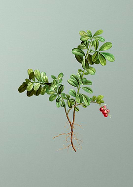 Classic Flower on Green