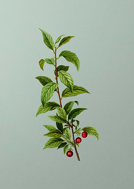 Classic Botanical on Green