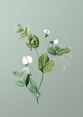 White Pea Flower on Green