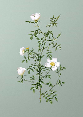 Blooming Hedge Rose