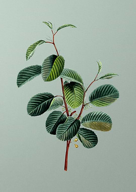 Vintage Botanical on Green