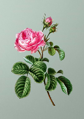 Botanical Drawing on Green