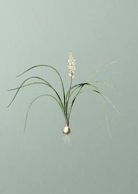Lachenalia Angustifolia