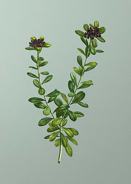 Vintage Flower on Green