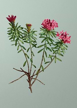 Antique Botanical on Green