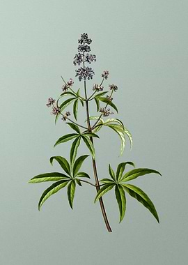 Classic Botanical on Green