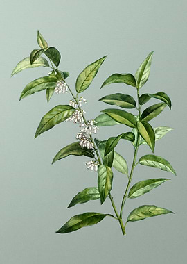 Vintage Botanical on Green