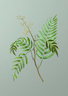 Botanical Drawing on Green