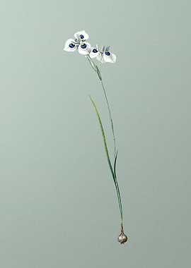 Vieusseuxia Glaucopis