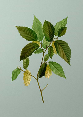 Vintage Botanical on Green