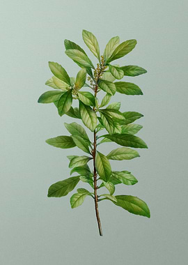 Vintage Flower on Green