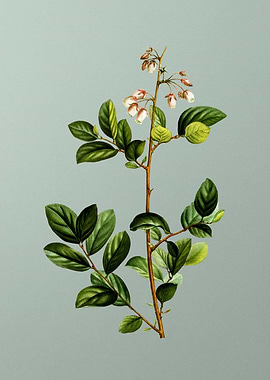 Vintage Botanical on Green