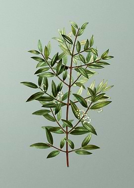 Botanical Drawing on Green