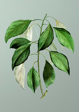 Classic Botanical on Green