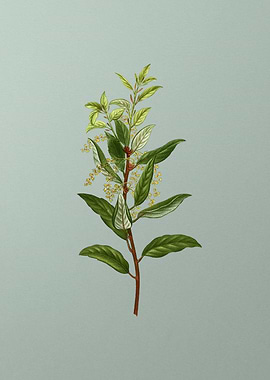 Vintage Flower on Green