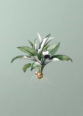 Kaempferia Angustifolia