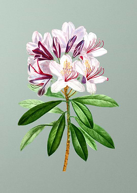 Vintage Flower on Green