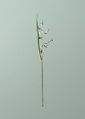 Powdery Alligator Flag