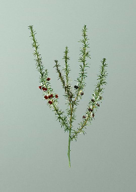 Floral Drawing on Green