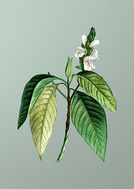 Classic Flower on Green