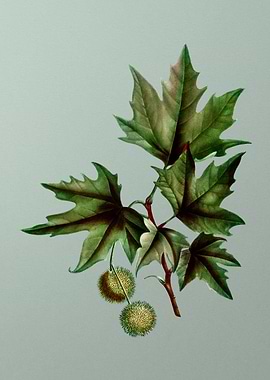 Classic Flower on Green