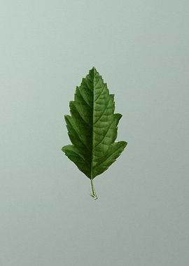 Vintage Flower on Green