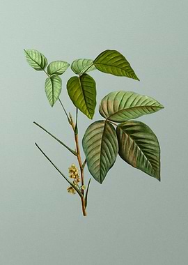 Vintage Flower on Green