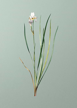 Siberian Iris on Green